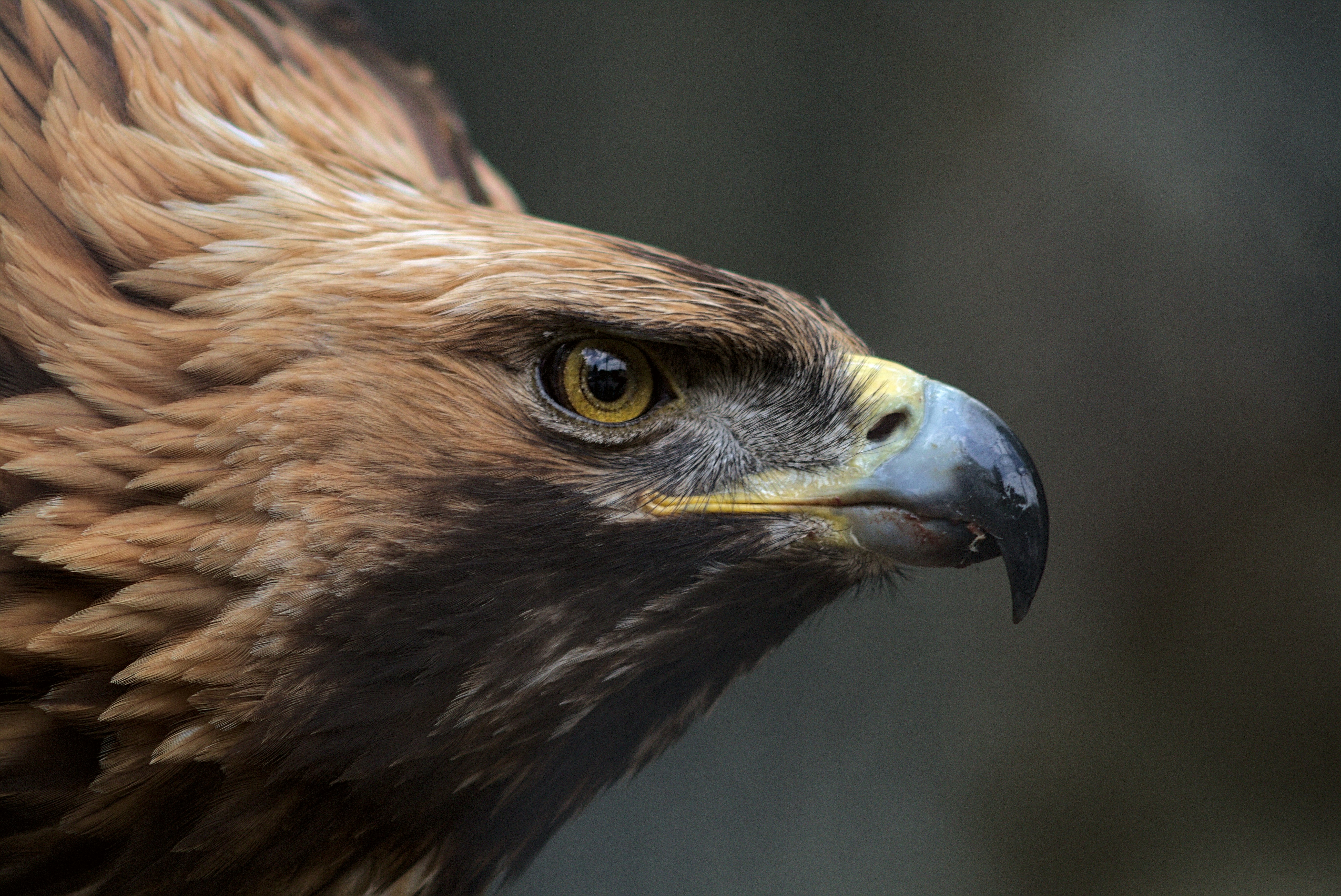 Michigan's Raptors at Pigeon River Discovery Center Photo