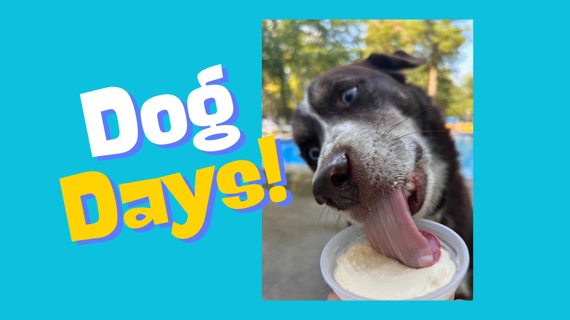 Dog Days of Summer Weekend Photo