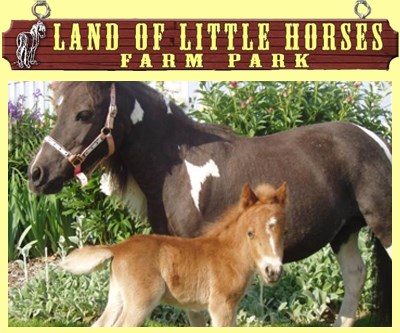 Land of Little Horses