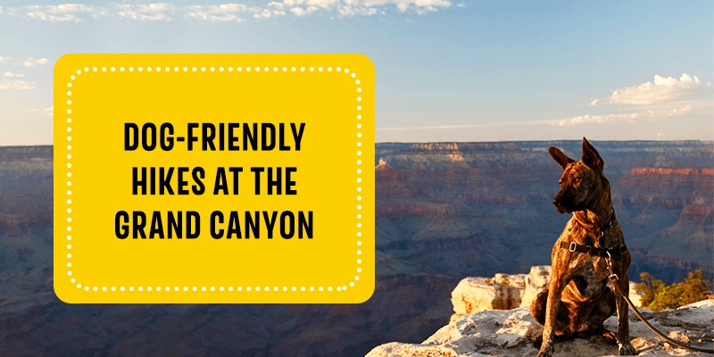 Easy dog top friendly hikes