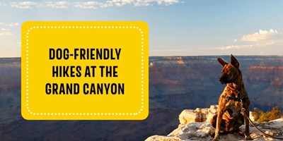 Dog-Friendly Hikes at the Grand Canyon