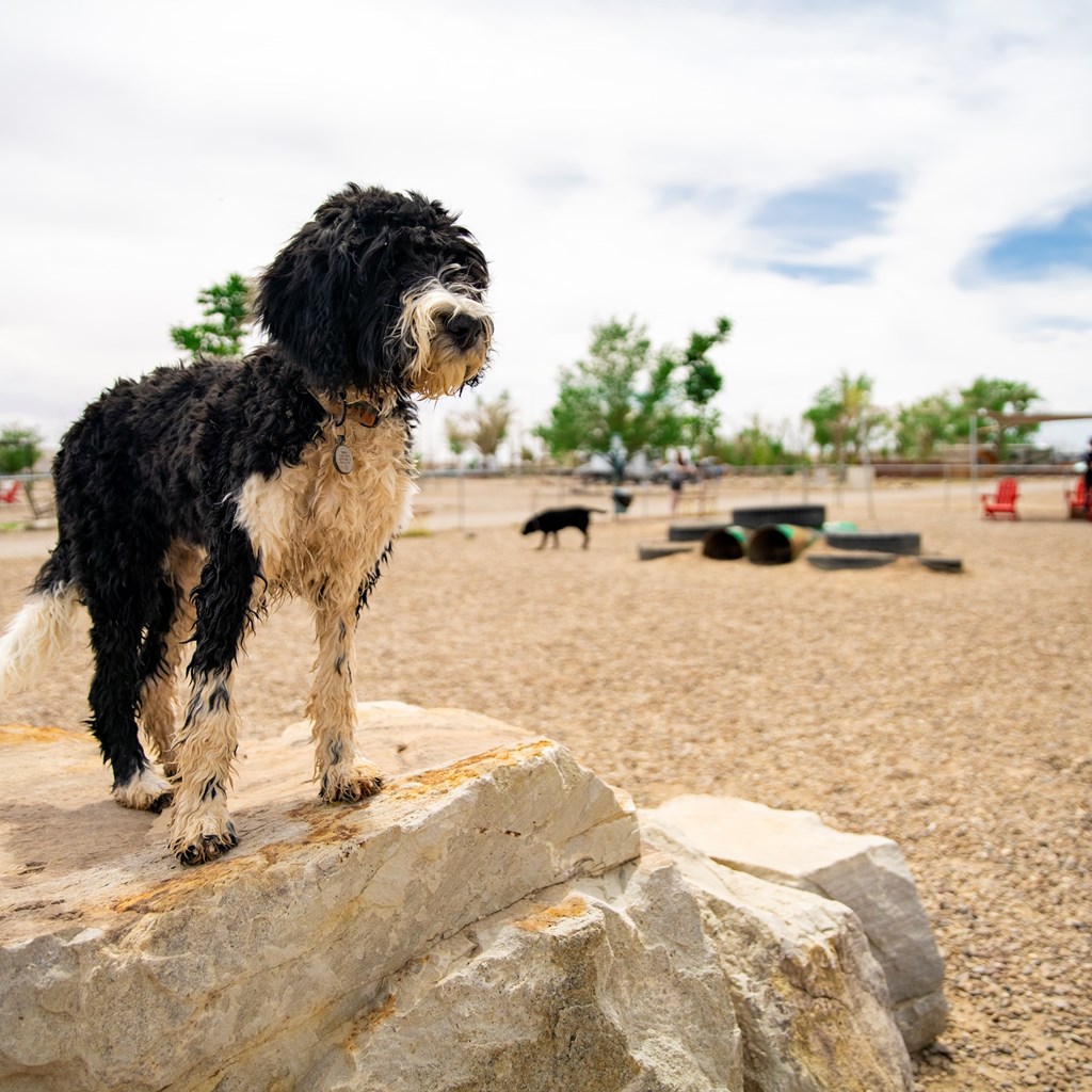 Pet-Friendly Activities in Green River, Utah