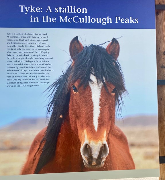 McCullough Peaks Stallion