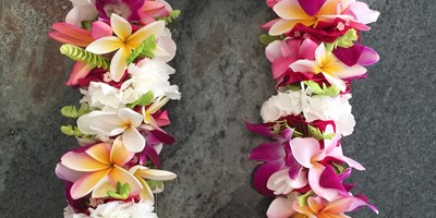"Aloha" from Gros Morne KOA Holiday!