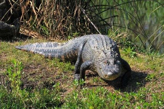 Gulf Coast Gator Ranch & Tours