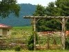 Knob Hall Winery