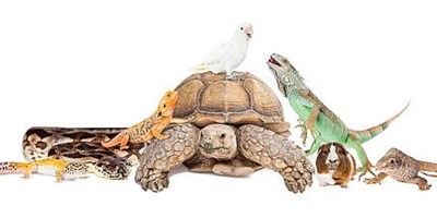 Reptile Weekend