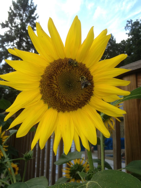we grow huge sunflowers around the pool