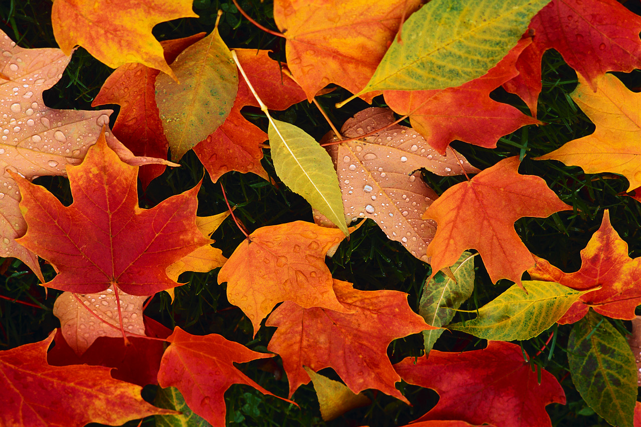 Fall Foliage October Photo