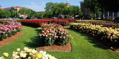 All-American Rose Garden
