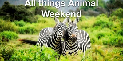 All things animals!