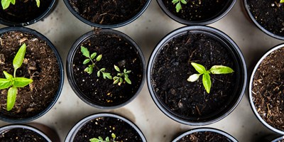 Gardening in The Garden
