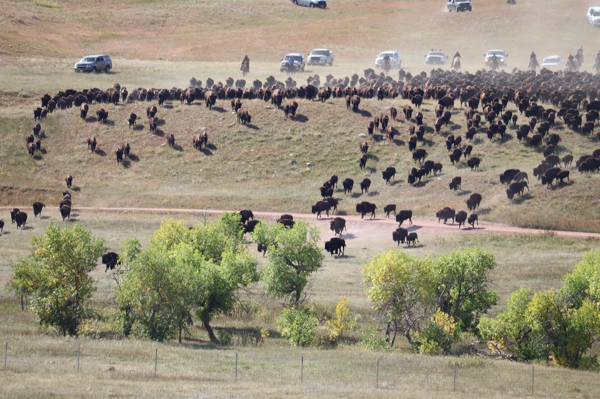 Annual Custer State Park Buffalo Roundup and Arts Festival Photo