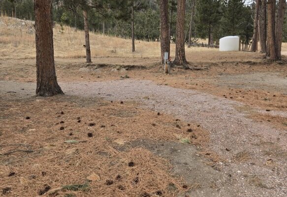 Hill City, South Dakota RV Camping Sites | Hill City / Needles Hwy KOA ...