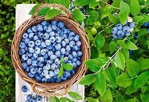 It's Blueberry Picking Season!