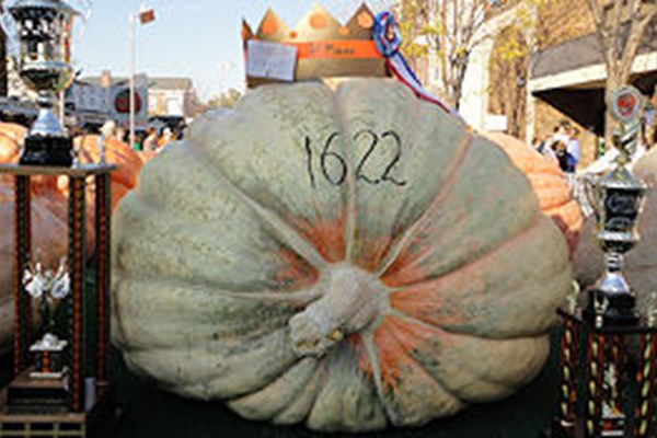 Circleville Pumpkin Show Photo