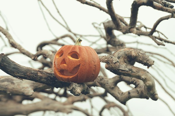 October 11 - 14 - Columbus Wknd/Halloween/Pumpkin Patch II Photo