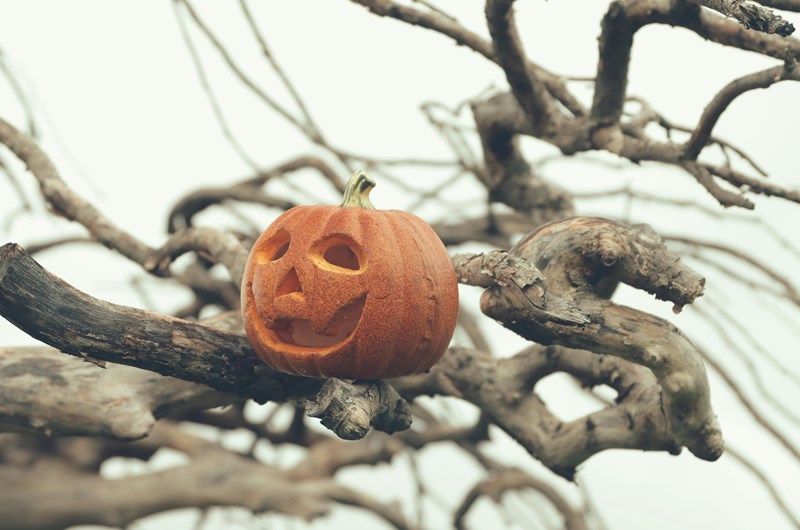 October 11 - 14 - Columbus Wknd/Halloween/Pumpkin Patch II Photo