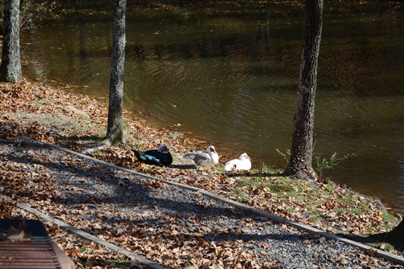 Duck and Fishing Pond