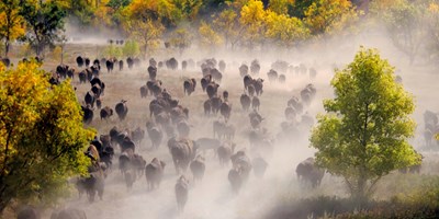 Annual Custer State Park Buffalo Roundup