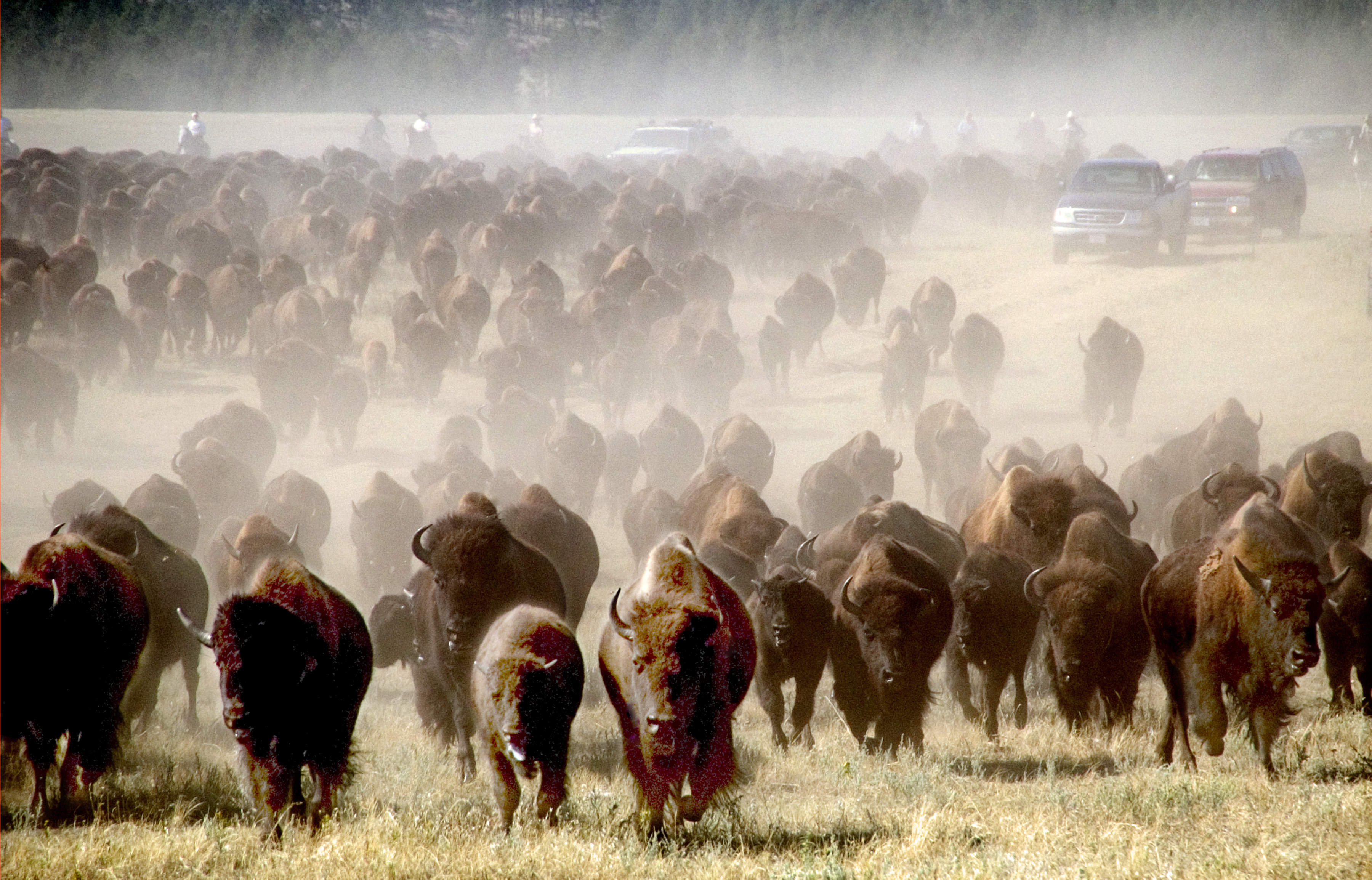 Custer State Park Buffalo Round Up Photo