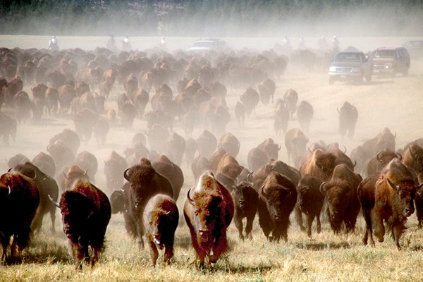 Custer State Park Buffalo Round Up Photo