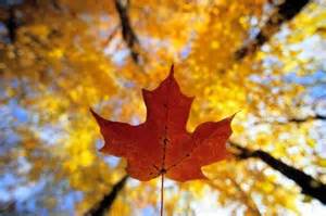 Fall Festival Weekend Photo