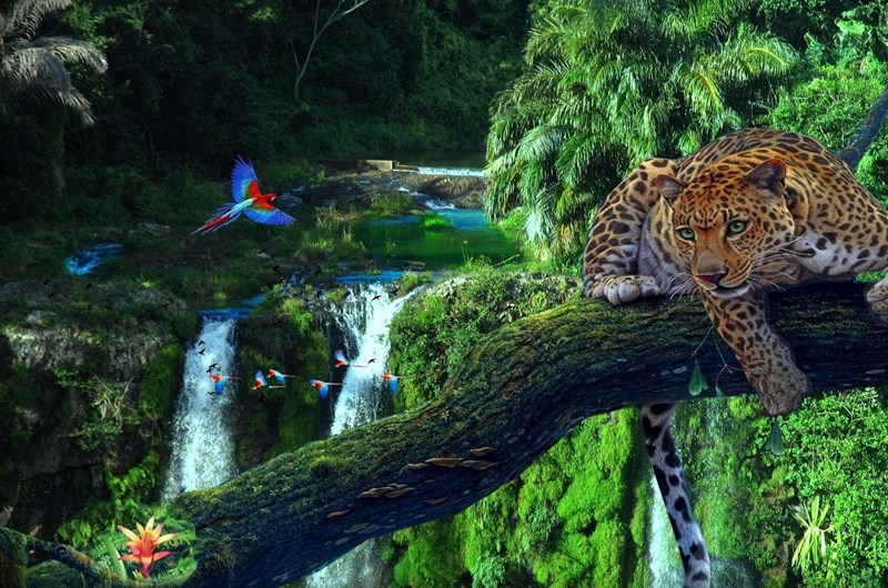 World Rainforest Day Photo