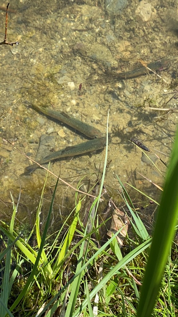 Catch and Release