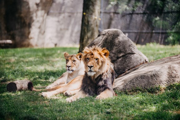 Houston Zoo