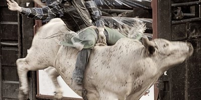 Saddle Up for Fun: Your Home Base at Houston/Med Center KOA