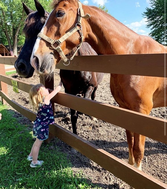 Horses for Petting