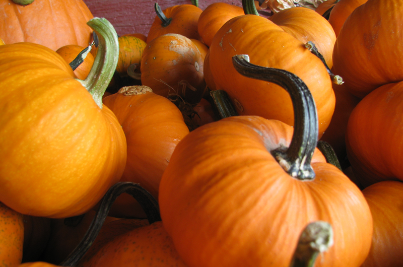 October Fall Festival Weekends of October 15th and 22nd! Photo