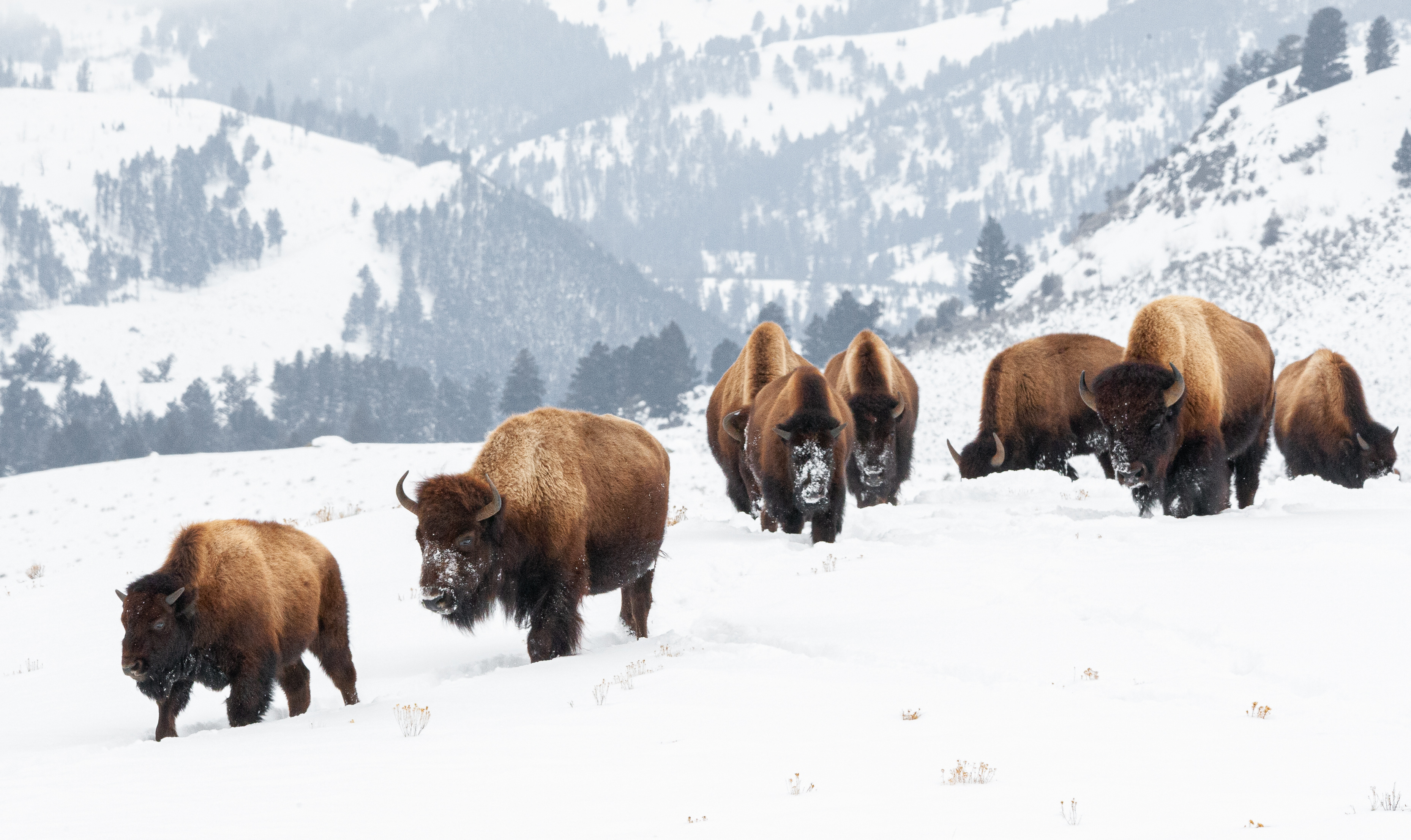Yellowstone Winter Season Opens Photo