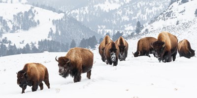 Yellowstone Winter Season Opens