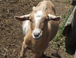 West Winds Ranch- go meet the animals!