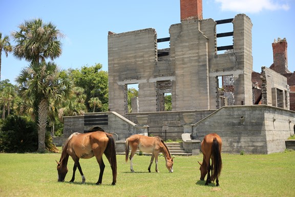 Cumberland Island National Seashore