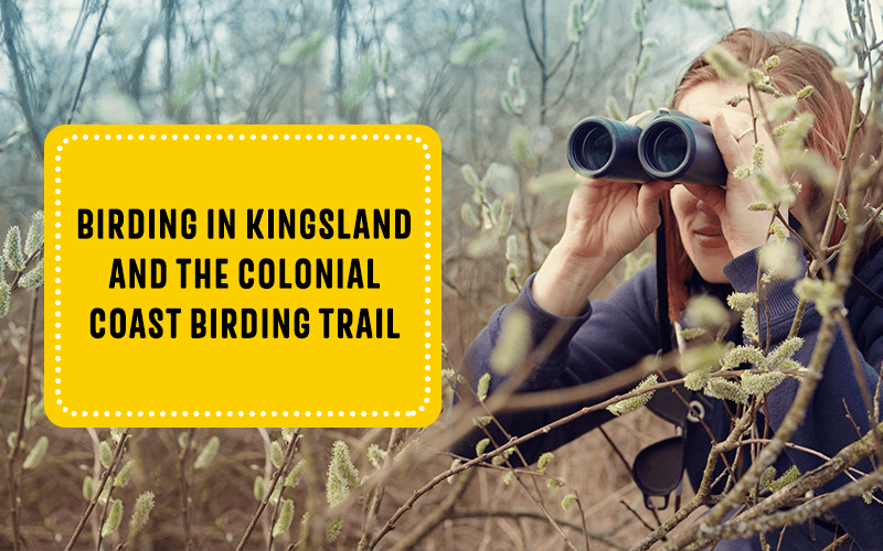 Birding in Kingsland and the Colonial Coast Birding Trail