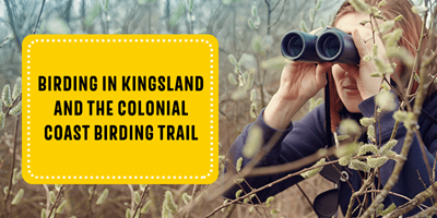 Birding in Kingsland and the Colonial Coast Birding Trail