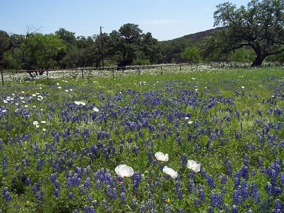 Wild Flower Viewing