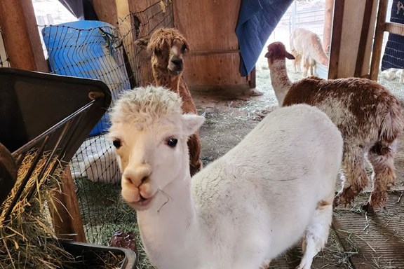 Alpacas of the Southwest