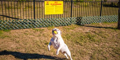 Welcoming your fur babies as part of the family!!!!!!!