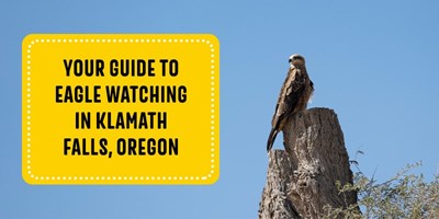 Your Guide to Eagle Watching in Klamath Falls, Oregon
