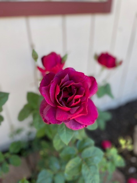 Red Roses Rock