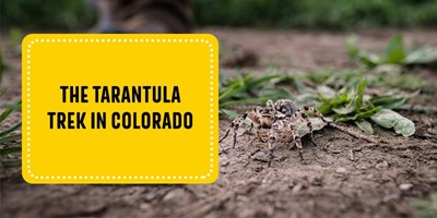 The Tarantula Trek in Colorado