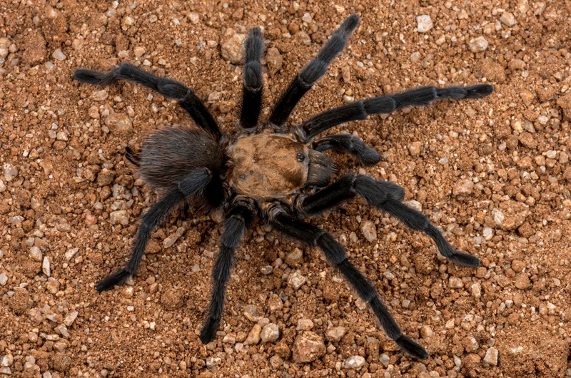 Great Tarantula Migration! Event at the La Junta KOA Journey