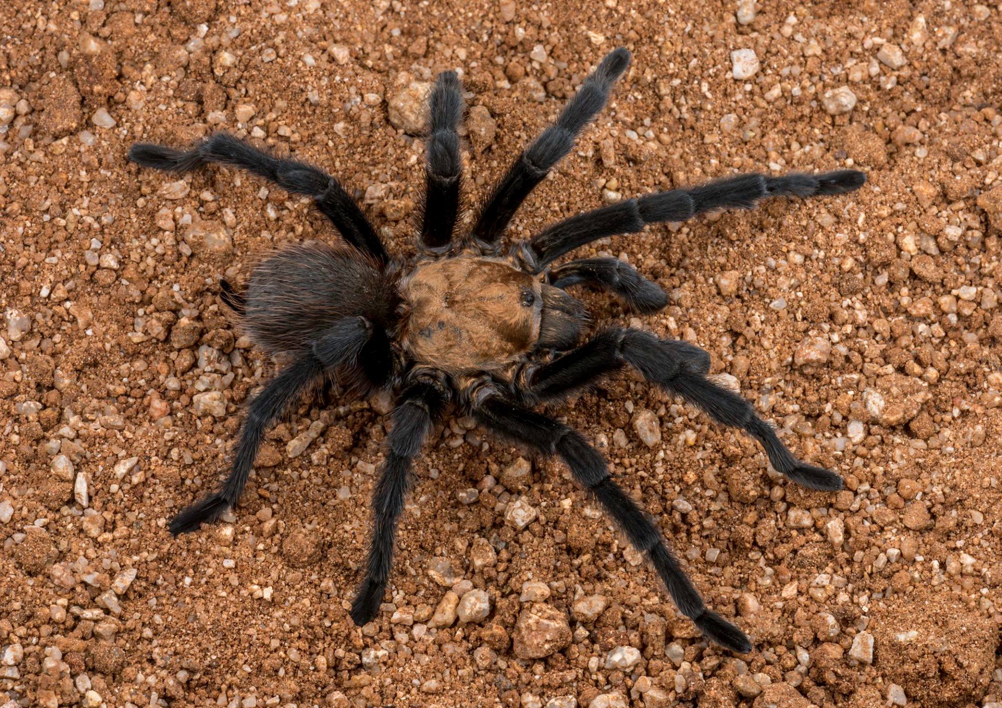 Annual Tarantula Migration Event at the La Junta KOA Journey Campground in Colorado