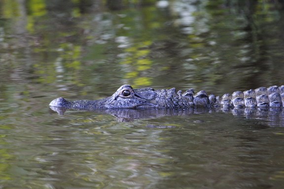 Swamp Tours