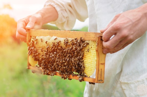 Bee Weaver Honey Farm