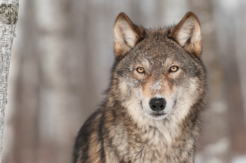 Saint Francis Wolf Sanctuary